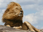 Wildlife reviews
