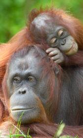 Orangutans