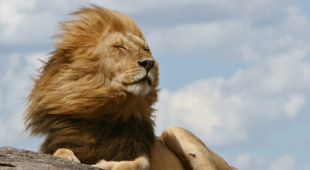wildlife vacations