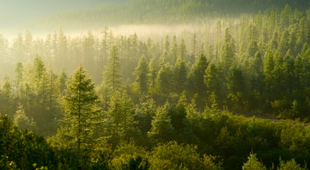 Forest accommodation