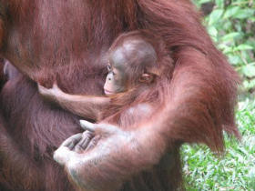 Orangutan conservation vacation