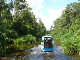 Orangutan conservation vacation