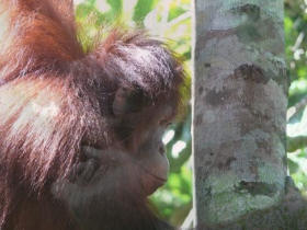 Orangutan conservation vacation