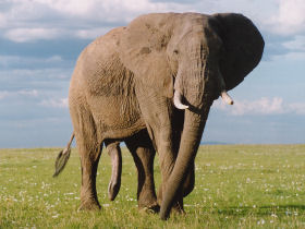 Tanzania safari and cultural tour