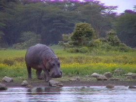 Kenya safari, Masai Mara safari
