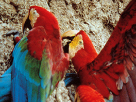 Peru tour, Andes to Amazon