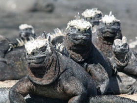 Peru and Galapagos adventure vacation