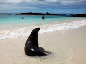 Galapagos conservation volunteering vacation