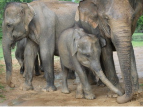Sri Lanka vacations, tailor made