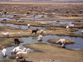 Peru multi sport vacation