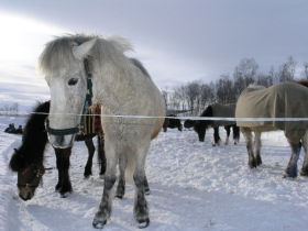 Vacation in Lapland, tailor made vacation in Sweden