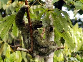 Wildlife
