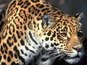 Pantanal, Iguazu Falls & beach holiday, Brazil
