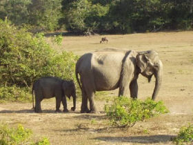 Beach vacation & tour in Sri Lanka