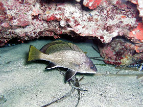 Sardinia diving vacations, Italy