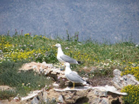 Sailing & conservation vacation in Greece
