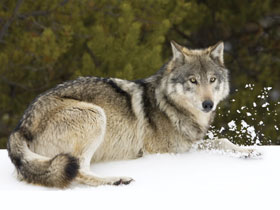 Canadian Rockies activity vacation