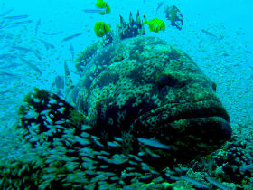 Marine conservation in Belize