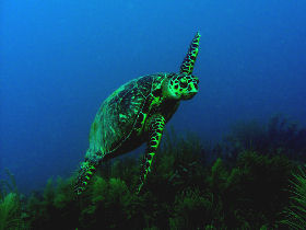 Marine conservation in Belize