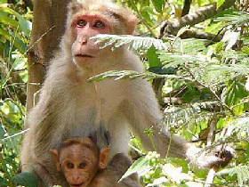 History, culture & wildlife of India vacation