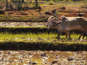 History, culture & wildlife of India vacation