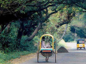 History, culture & wildlife of India vacation