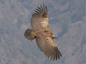 India bird watching vacation in the Himalayas
