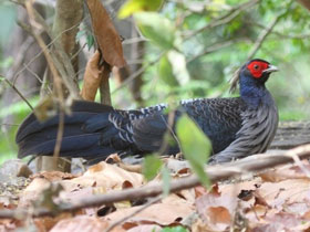 India bird watching vacation in the Himalayas