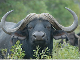 Sabi Sands & Kruger safari vacation in South Africa