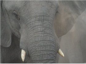 Sabi Sands & Kruger safari vacation in South Africa