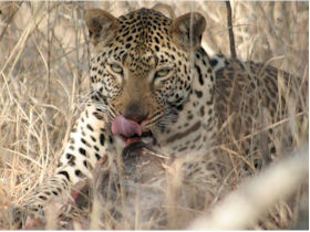 Sabi Sands & Kruger safari vacation in South Africa