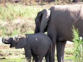Volunteer with children in South Africa