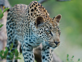 Kruger, coast and cape vacation in Southern Africa