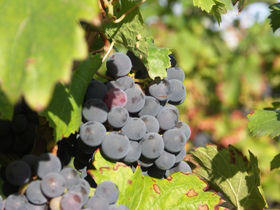 Wine tasting vacation in the Loire Valley