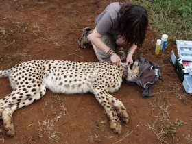Endangered wildlife conservation in South Africa
