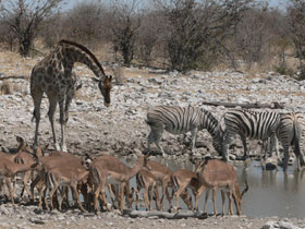 Namibia self drive safari