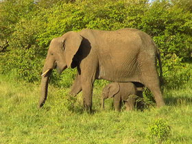Kenya vacation, safari and cultural tour