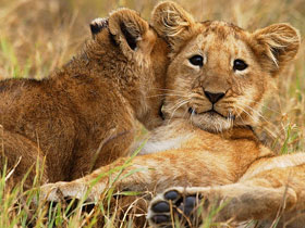 Great Wildebeest Migration safari in Kenya and Tanzania