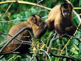 Peru tour, Andes to Amazon