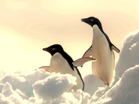 Antarctica vacation, classic cruise