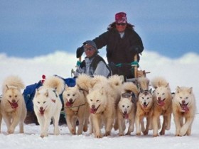 Greenland vacation, dogsledding and skiing
