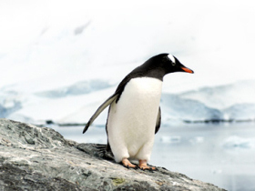 Antarctica vacation, spirit of Shackleton