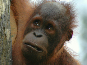 Borneo safari, jungle, mountain & beach