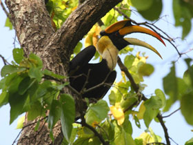 India bird watching vacation in the Himalayas