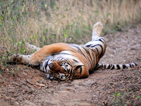 Tigers and rhinos tours in India
