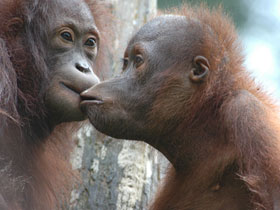 Rainforests, orangutans and beaches in Borneo