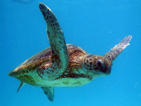 Ningaloo Reef day tours, Western Australia