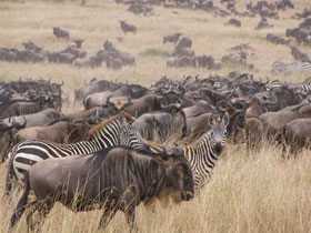 Great Wildebeest Migration safari in Kenya and Tanzania