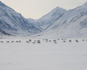 Other wildlife