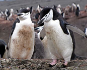 Penguins